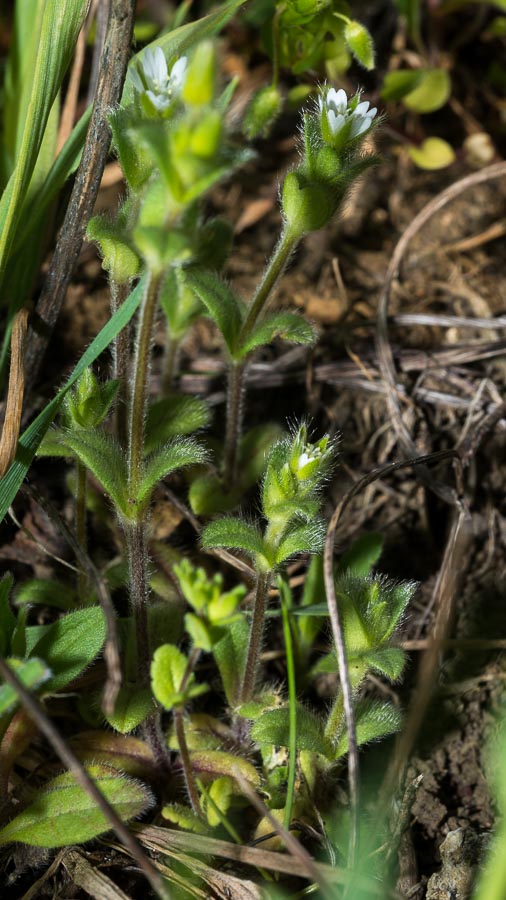 Cerastium holosteoides ?